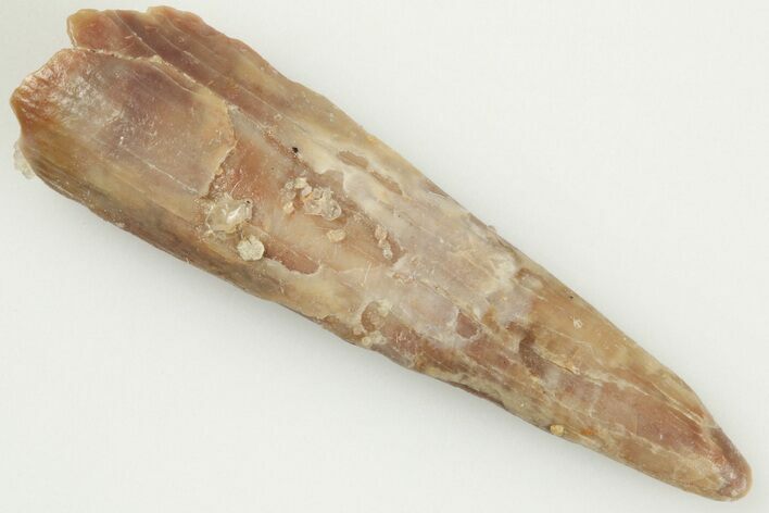 1" Fossil Pterosaur (Siroccopteryx) Tooth - Morocco